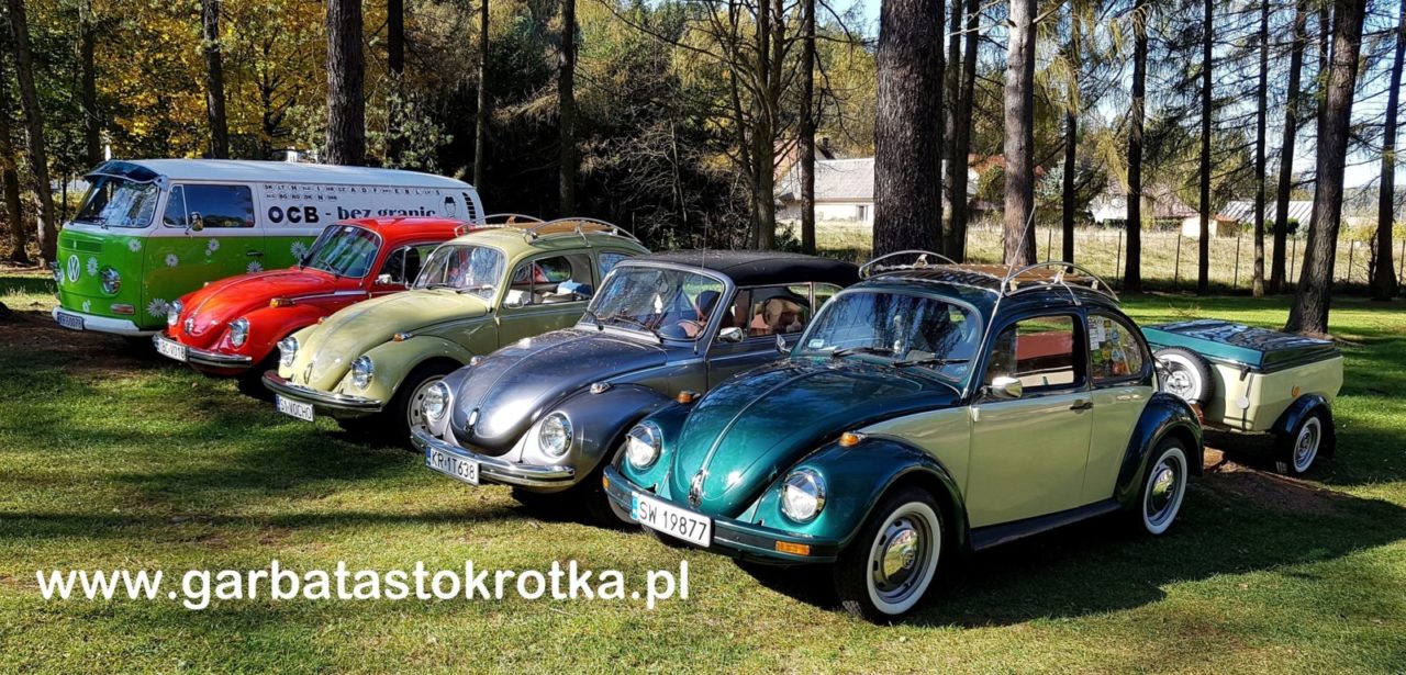 garbata stokrotka